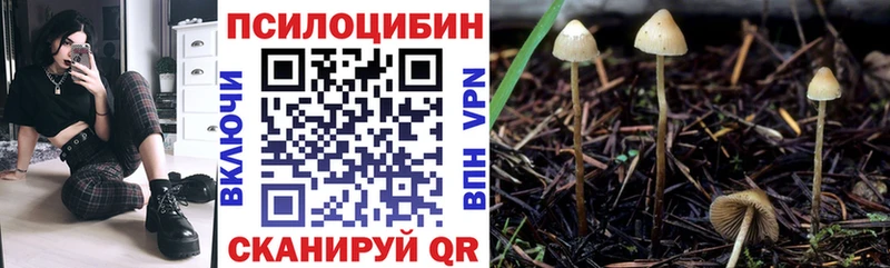 дарнет шоп  Калуга  Псилоцибиновые грибы Psilocybine cubensis 
